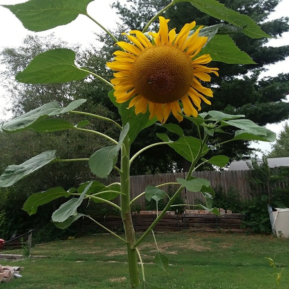 Meet your Posher, Laurie - Picture 3 of 6